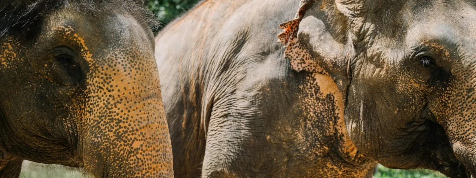 Elephant World Kanchanaburi