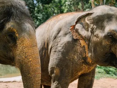 Elephant World Kanchanaburi