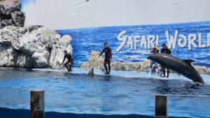 Dolphin Show Safari World 