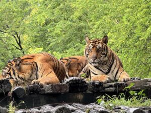 Tiger at Safari World Bangkok