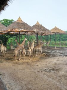 Giraffe at Safari World Bangkok 